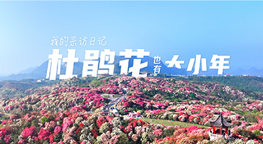杜鹃花也有大小年